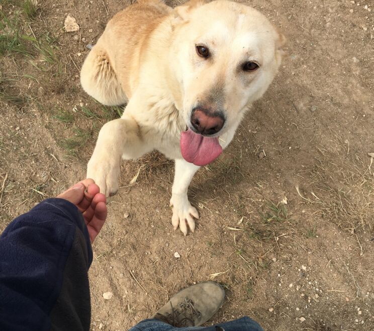 Adopcions Lleida