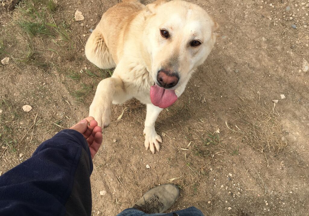 Adopcions Lleida